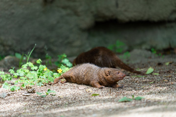 Common dwarf mongoose (Helogale parvula) at the Osaka Zoo in Japan