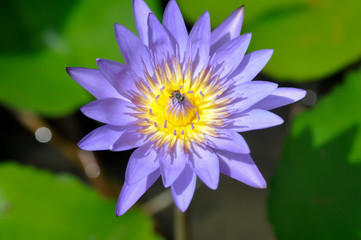 lotus, purple lotusand a bee