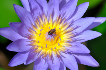 lotus, purple lotusand a bee