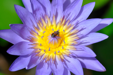 Obraz premium lotus, purple lotusand a bee