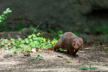 Common dwarf mongoose (Helogale parvula) at the Osaka Zoo in Japan