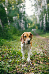 Beagle dog puppy walks cheerful and happy through the forest on a summer evening