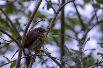 redbreast on a branch