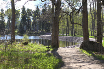 Trees growing on the stone shores of the Gulf of Finland