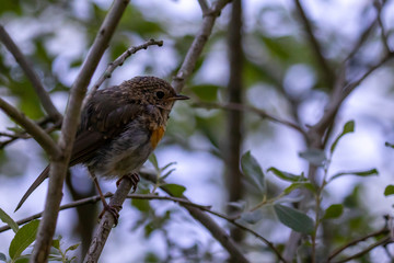 redbreast on a branch