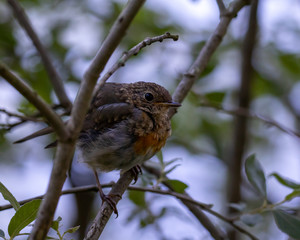 redbreast on a branch