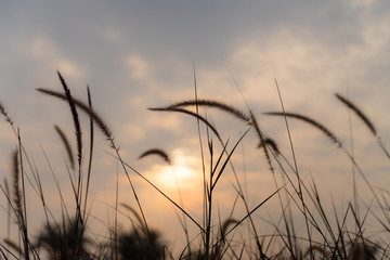 Fototapeta premium The grass in the setting sun is about to set, warming the heart