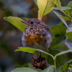 redbreast on a branch