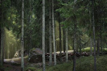 Forest rocky landscape with stones, pine trees and sunbeams making their way through the crown