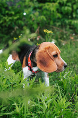 Happy puppy beagle dog having fun on then green grass
