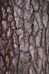 Dark tree bark texture