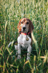 Happy puppy beagle dog having fun in green grass
