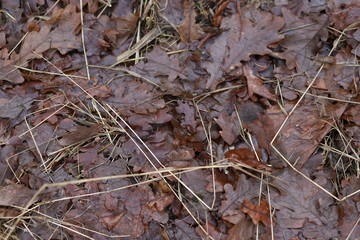 Texture of fallen brown autumn leaves
