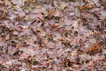 Brown fallen autumn leaves texture
