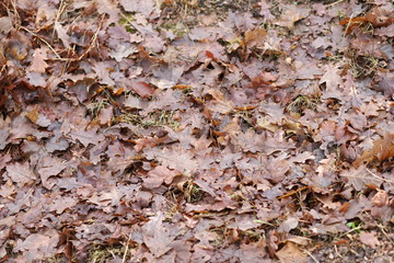 Brown fallen autumn leaves texture