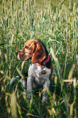 Happy puppy beagle dog having fun in green grass