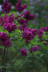 Blooming bunches of magenta lilacs growing among green leaves