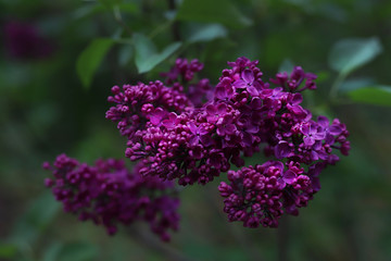 Obraz premium Blooming bunches of magenta lilacs growing among green leaves