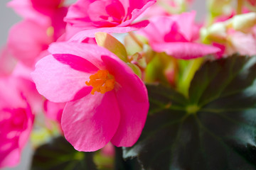 Fototapeta na wymiar Bright pink cucullata begonia flowers or wax begonia, club begonia. Wax begonia pink. Begonia decorative plant close-up. Pink begonia flowers close up.