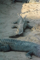 alligator in the swamp