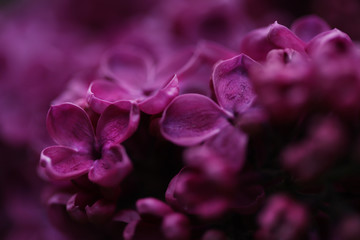 Macro photo of bright lilac color magenta