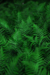 Naklejka na ściany i meble Texture of large green leaves of forest fern