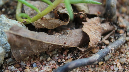 The leaves on the forest ground
