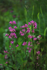 Bright pink flowers on a green background