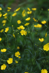 Bright yellow buttercup flowers on a green background