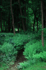 Dark green forest overgrown with ferns