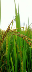 Rice crop green grass in the field