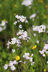 White core flowers on a background of buttercups and green grass