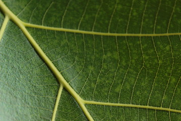 green leaf macro
