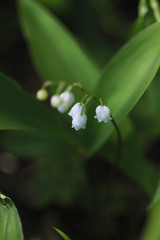 Obraz premium White lily of the valley flowers on green leaves background