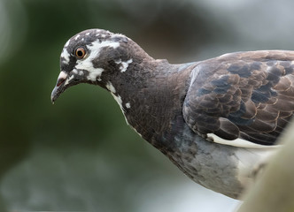 Feral pigeon looking for food in urban house garden.