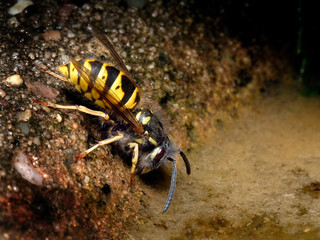Wasp drinking from bird bath in hot weather. UK.
