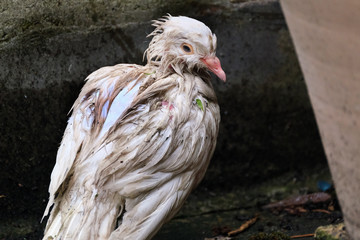 Young feral pigeon in poor state after drenching in rain storm.
