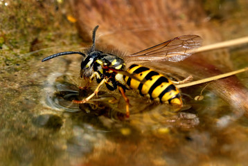 Wasp drinking from bird bath in hot weather. UK.