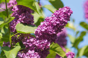Blüten  in lila von einem Fliederbusch
