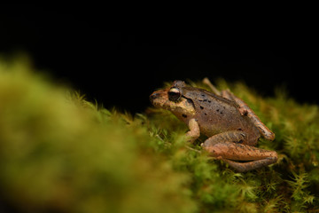 Bransford's Robber Frog in moss