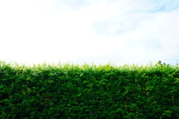 Obraz premium Green hedges or tree fence walls Isolated on white background