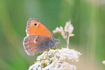 Obraz premium Butterfly Small heath on green background. (Coenonympha pamphilus) . Widlife scene from nature