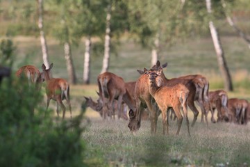 Naklejka na ściany i meble herd of red deers in summer landscape. Wildlife scene from summer forest. Cervus elaphus 