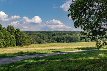 Green and yellow meadows surrounded by green trees