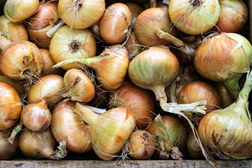Harvested onions in the farmland, onions background, harvested vegetables are drying in the farmland, agriculture concept
