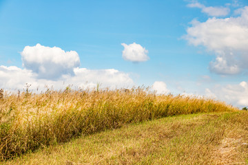 Dry yellow grass in a semi-cut meadow