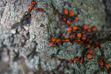 Orange tree bugs on a lichen-covered tree