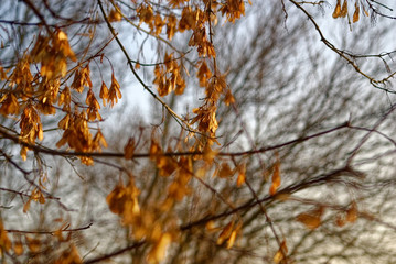 maple seeds on a tree in winter, Moscow