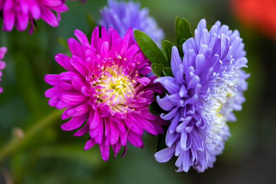 Pink And Blue Garden Asters On Green Background