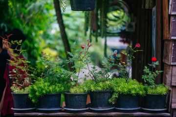 red rose flowers in pots decorated cafe